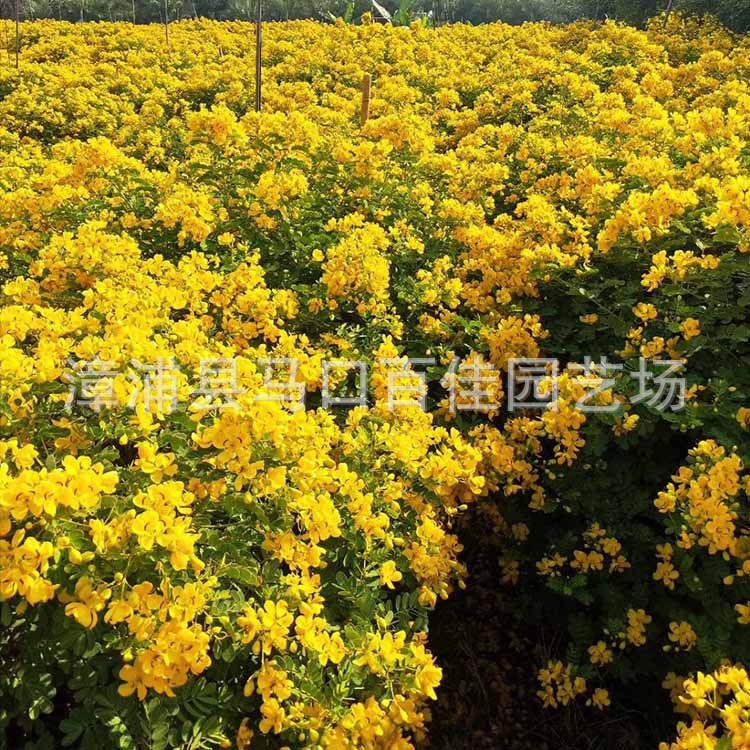 ˫�л��򣨸�120��130����120&a