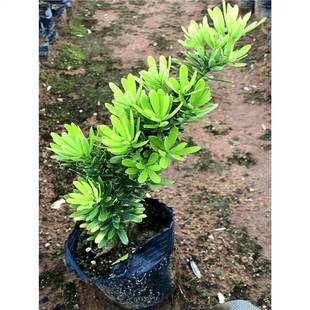 ̨������_�h��С�~���Ծ��r���ܾGֲ��V��ͥԺ�^�~�̨��픿͏d