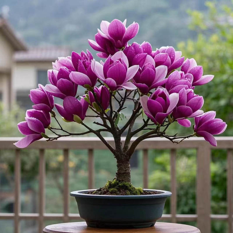 Four-Season Dwarf Magnolia Tree Seedlings, Potted Flower Seedlings, Garden Flowers, Hardy Flowering Red Magnolia, Purple Magnolia Tree Four-Season Dwarf Magnolia Tree Seedlings, Potted Flower Seedlings, Garden Flowers, Hardy Flowering Red Magnolia, Purple Magnolia Tree