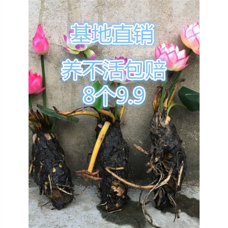 鱼池水缸河道种植睡莲老根大小带芽根苗 莲花苗水生花卉植物碗莲