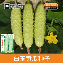 厂家批发白叶三黄瓜种子白色奶油白玉水果黄瓜种籽春秋季菜籽种孑