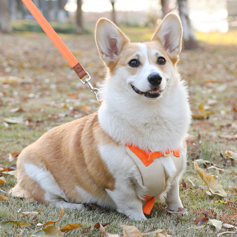 Cute Cartoon Dog Carrier Small Pet Leash for Teddy Corgi Bichon Frise Outdoor Nylon Seat Belt Casual Printing Style Summer Clearance Sale_voghion.com