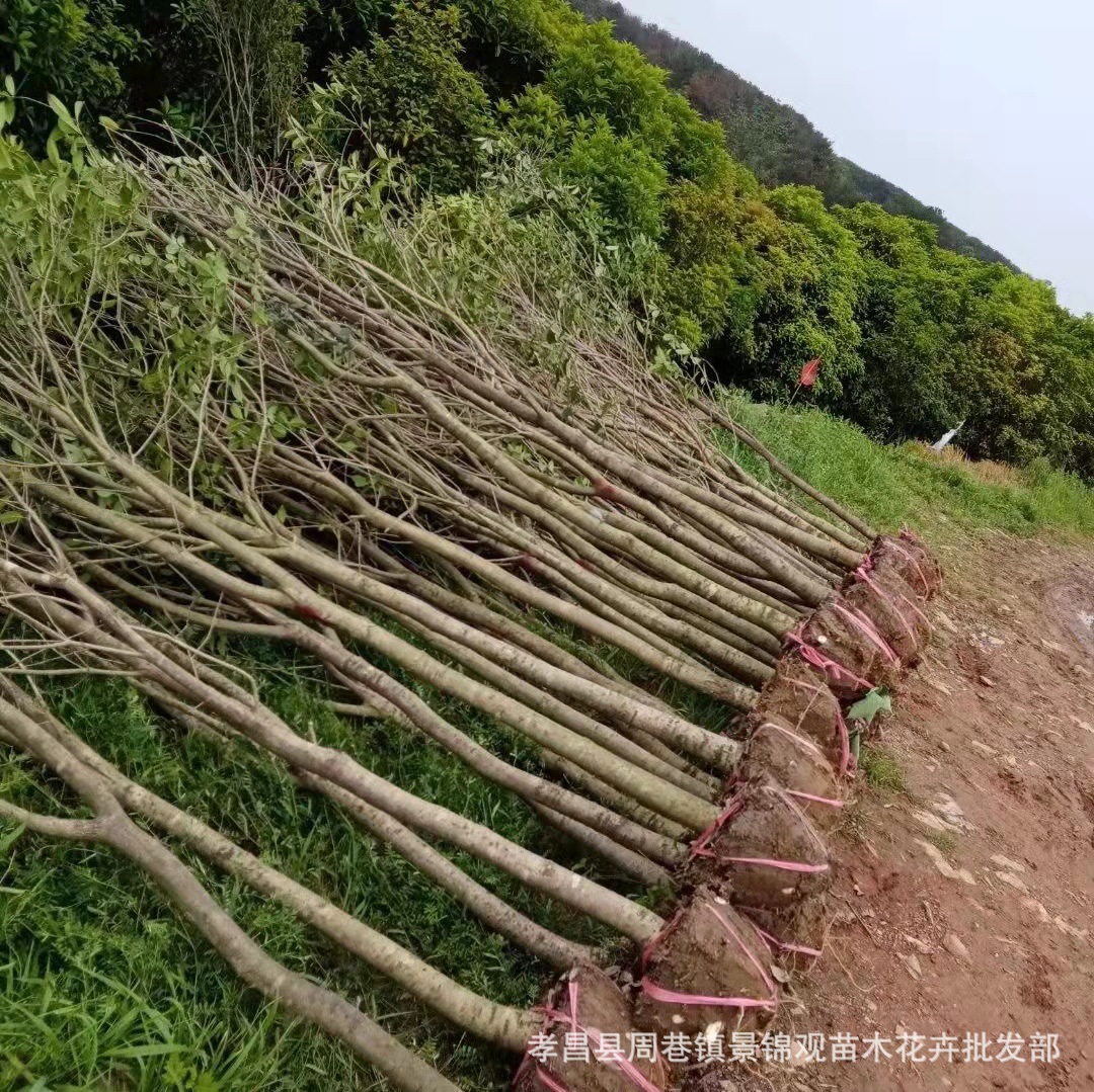 湖北苗木花卉优质桂花树 扦插桂花 丹桂30-50公分高批发包邮价格