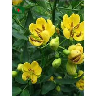 �ߜ��T�N������滨��x��òݻ��N�����Ե����׷Nֲ����߲ݻ���