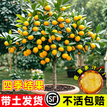 ��Ƥ��ێ����l؛���Ԙ����ļ������ʳ���������Ƥ�����҃ȳ��G