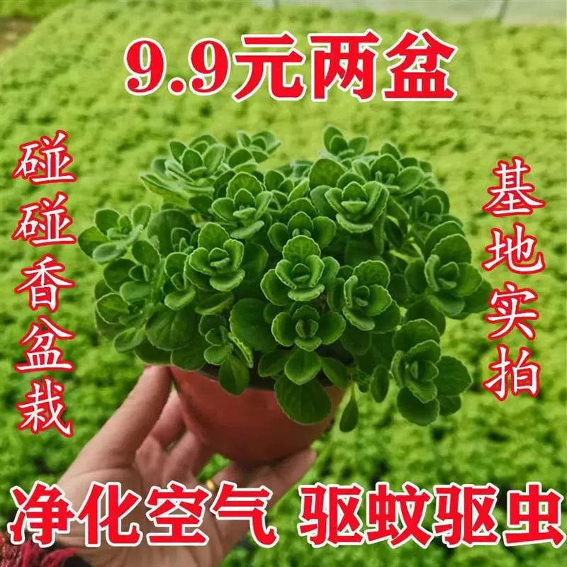 Ароматное комнатное растение в горшке, подходящее для гидропонного выращивания суккулентов, рассады ароматных цветов, балконное зеленое растение с сильным ароматом, отпугивающее комаров.