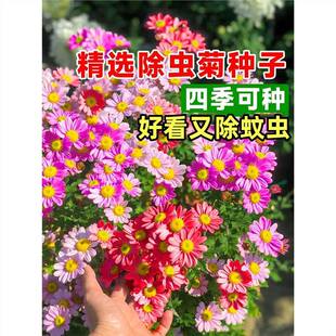 ���x�ջ��N�������ֲ��һ���ļ����N���_���ݷN���҃���̫ꖻ���