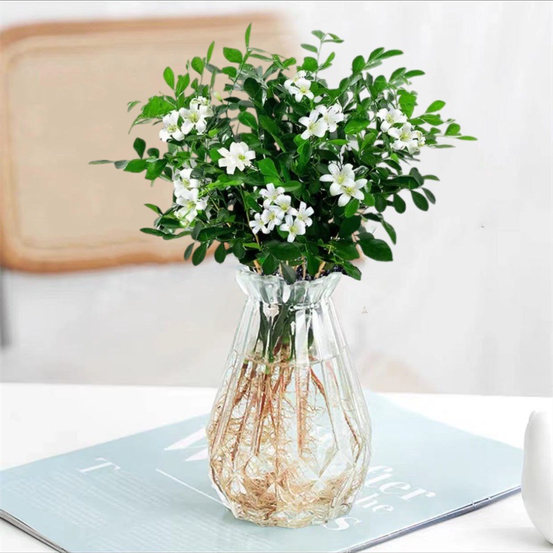 [신수경재배] 15-20CM 구리향 15-20그루 선정(다이아몬드백색유리병)