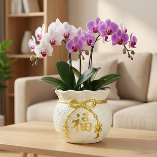 �Ї�������մɻ�������m���s���ɫ����»��մɬF؛��Ʒ���l