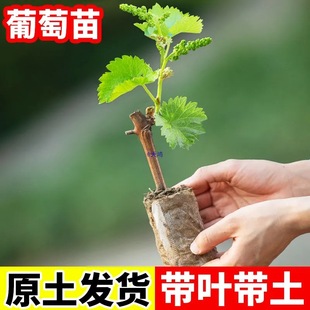 ���ј���ꖹ�õ���{��ʯ�̨ͥԺ�Nֲ���䎧�������ϱ�������Y��