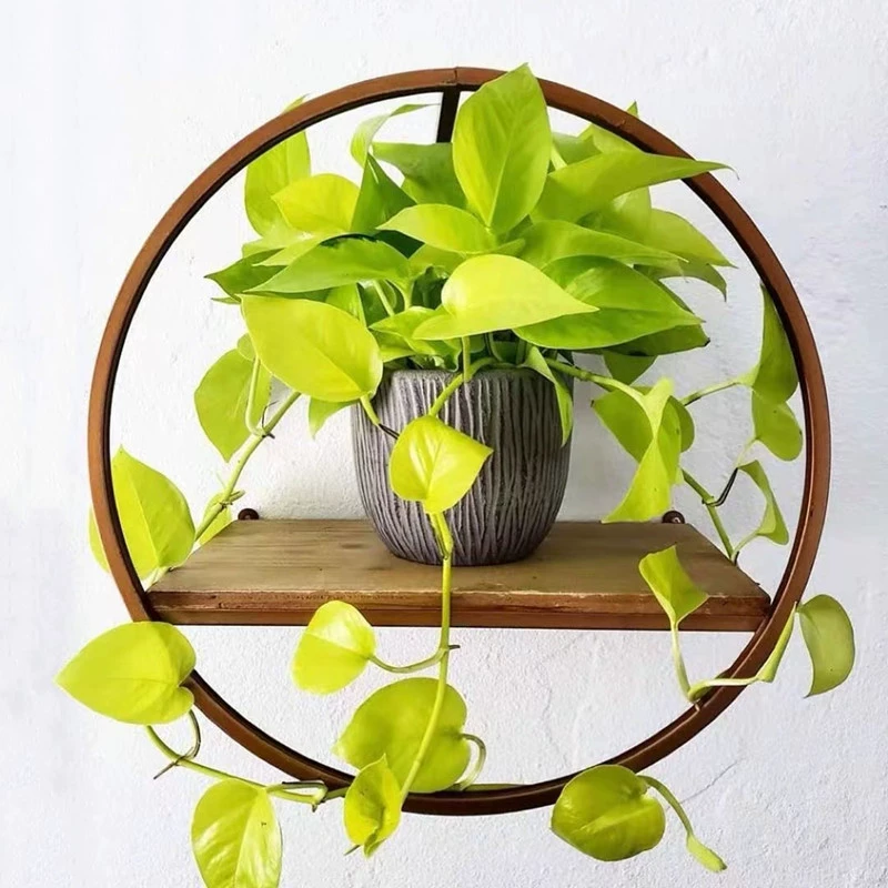 Цветы в горшках Golden Ge Green легко выращивать и выращивать. Водные культуры Platinum Ge Green очищают воздух в гостиной в помещении.