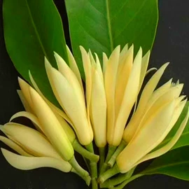 园林果树;灌木;乔木