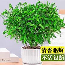 �������ľ�������ֲ���ļ������҃��辰����ȩ�����՚���B�׻�