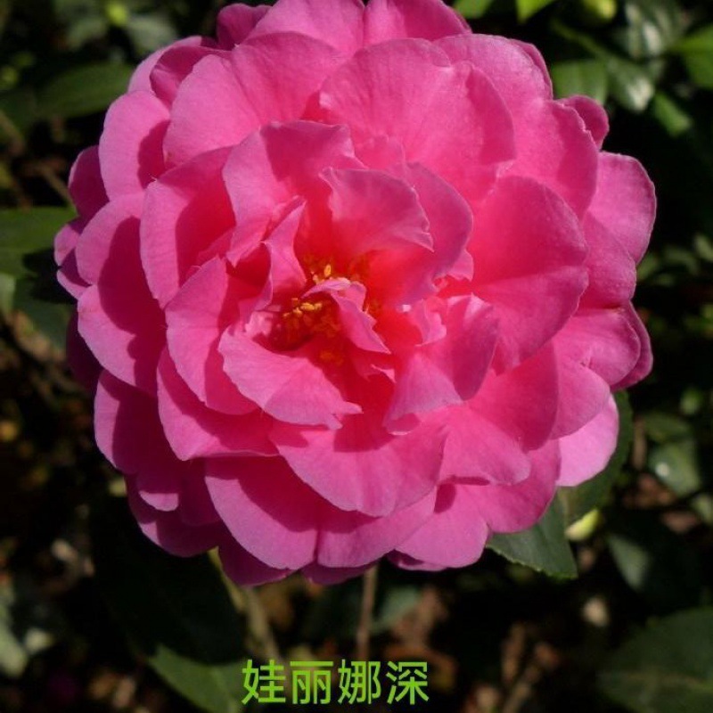 稀有品种茶花盆栽盆景带花苞花卉原生树苗浓香四季常青室内外庭院