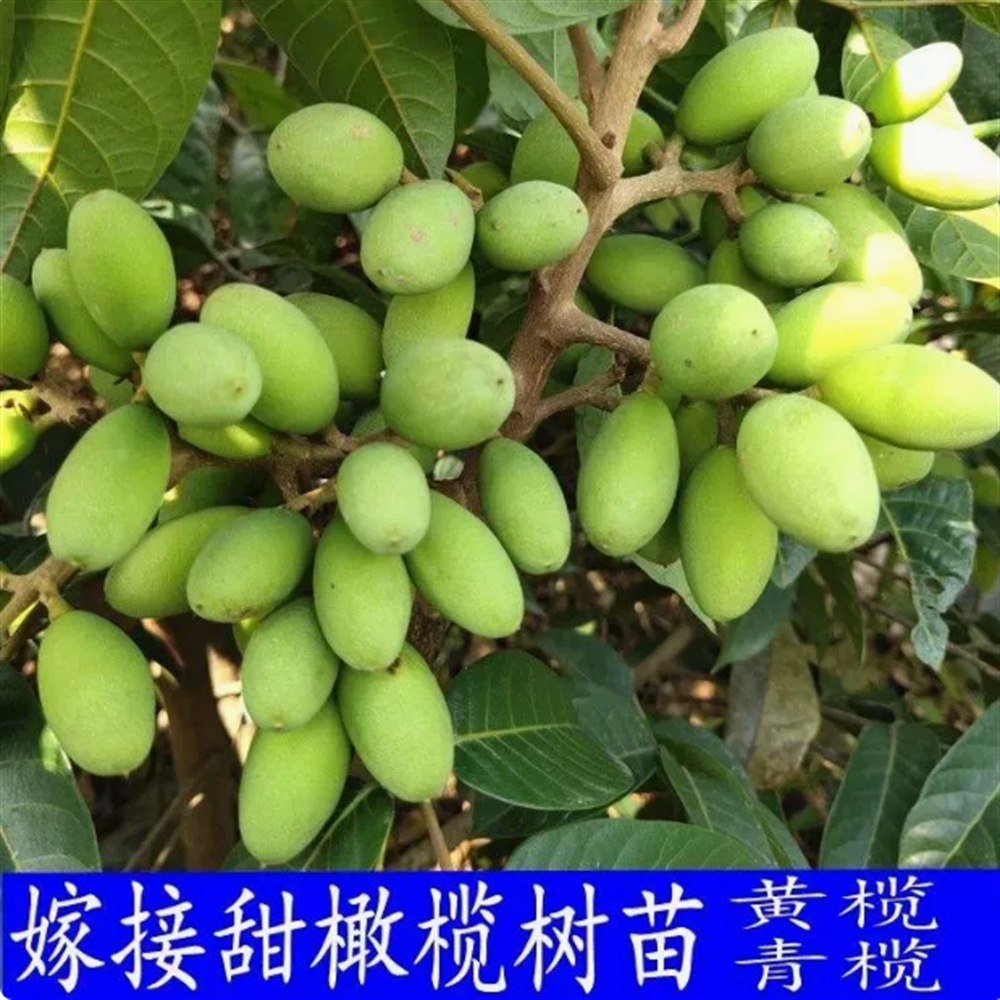 青橄榄树苗果树苗苏皮甜橄榄苗正宗金玉三棯橄榄苗黑橄榄树苗