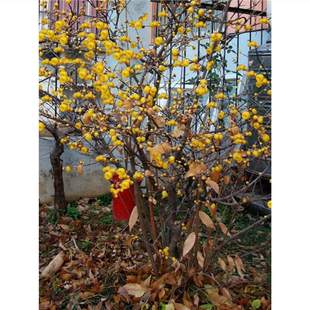 Wintersweet Saplings, Clusters of Courtyard Florals, Cold-Resistant Winter Blooming Florals, Plants, Balcony Fragrant Native High-Stem Wintersweet