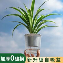 新款风ins简约多肉创意植物花盆吸水盆自吸式塑料水培仿陶瓷批发