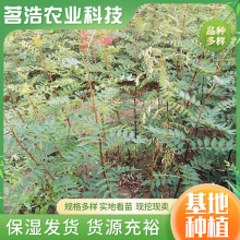 基地常年供应九叶青花椒苗 大红袍花椒树苗盆栽地栽花椒苗