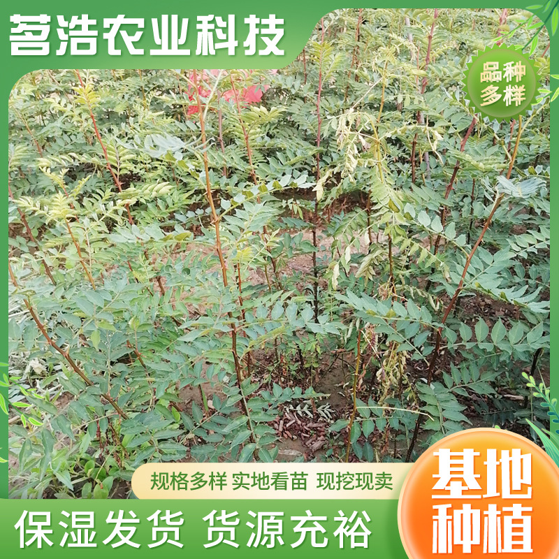 基地常年供应九叶青花椒苗 大红袍花椒树苗盆栽地栽花椒苗