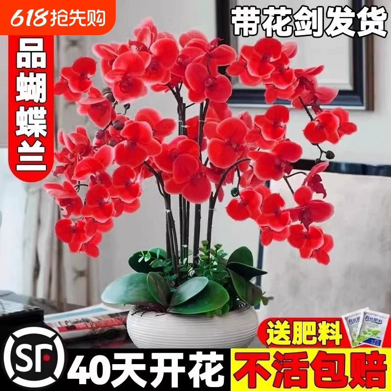 Рассада орхидеи фаленопсиса в горшках с цветочным мечом Онцидиум с цветочными бутонами Кливия, рассада крупных цветов, комнатные четырехсезонные цветущие растения