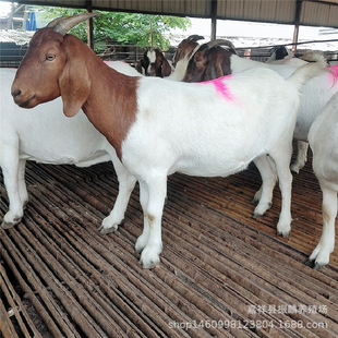 �������Bֳ�� ɽ�|����r�� ����ɽ��Сβ�����m�ϸ��C�Bֳ