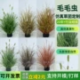 仿真叶子植物摆件洋葱草