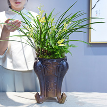 國蘭墨蘭蘭花 國蘭墨蘭蘭花批發 促銷價格 產地貨源 阿里巴巴