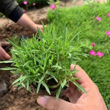 �ͺ��Wʯ���ƺ���ر�ͥԺ�G�����������_����ƺ�ļ����G�༾�_��