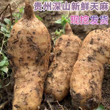 大带泥生乌土特产包天麻挑选新鲜生长5g贵州山里天麻挖发