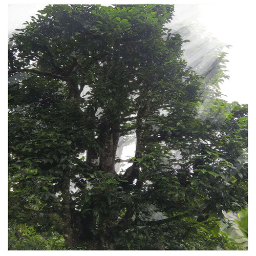 Yongpu Hao Ye Hong Yunnan Dian Hong Black Tea 500G 880 Acres Own Ancient Tea Garden Physical Store 70-Year-Old Factory