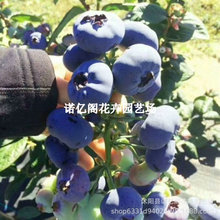 {ݮ玧{ݮԮY{÷ϱNֲ