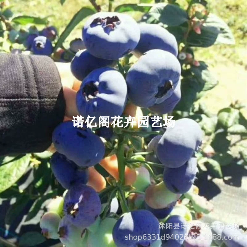 Черничное дерево Плоды рассады с фруктами Черничное дерево Рассада в горшке Плодоношение года Голубая Слива Рассада Плодовое дерево Плодовая рассада на юге и севере