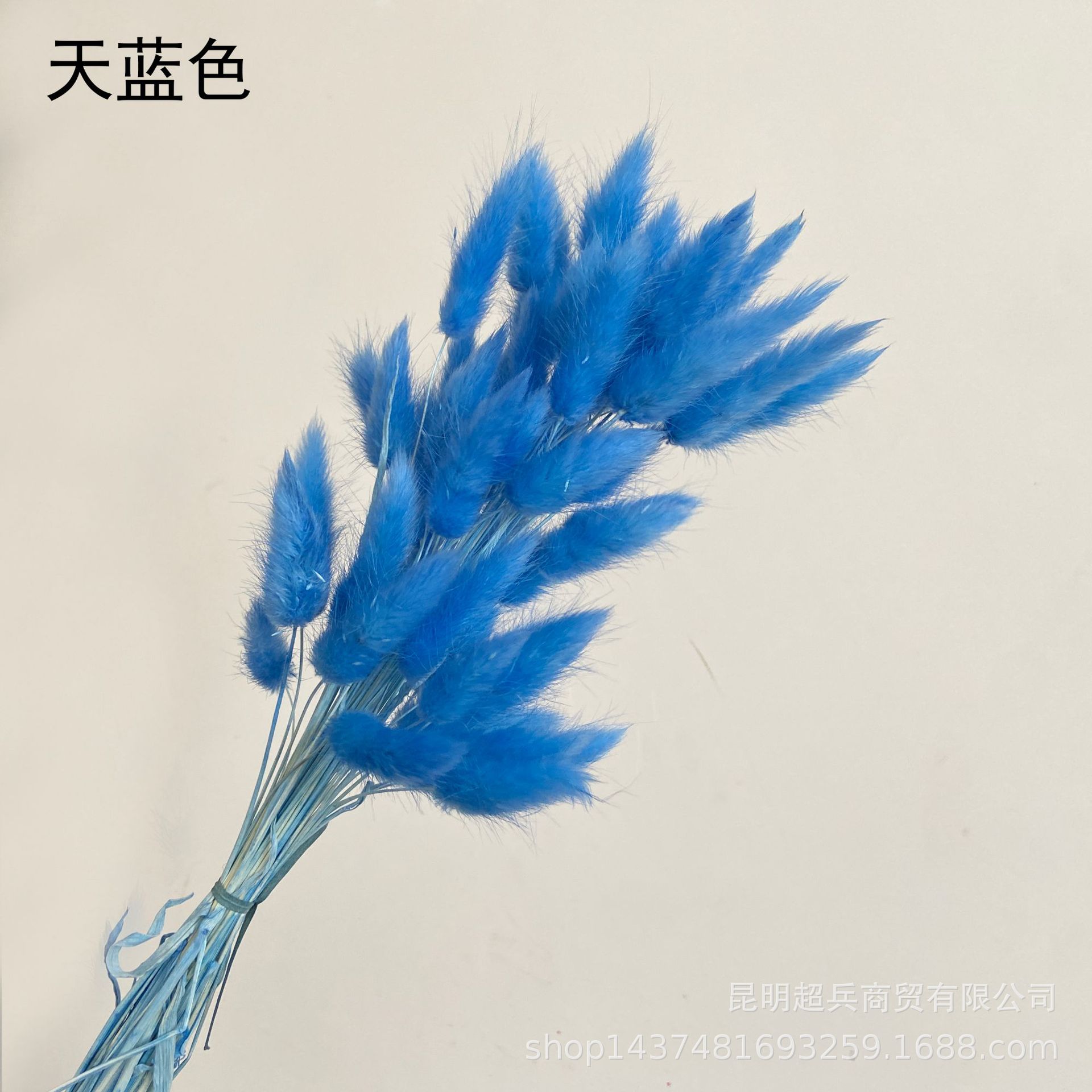 Hierba de cola de conejo flor seca hierba de cola de conejo blanco un montón de 50 piezas