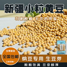 天山旱沃小粒黄豆 新疆特产农家小粒黄豆当季批发零售