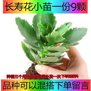 ϡ���L�ۻ�������߲ʱ����ë�q��ɫ��ͥ���ܴ�ȫ��ɫ���B�׳ɻ�