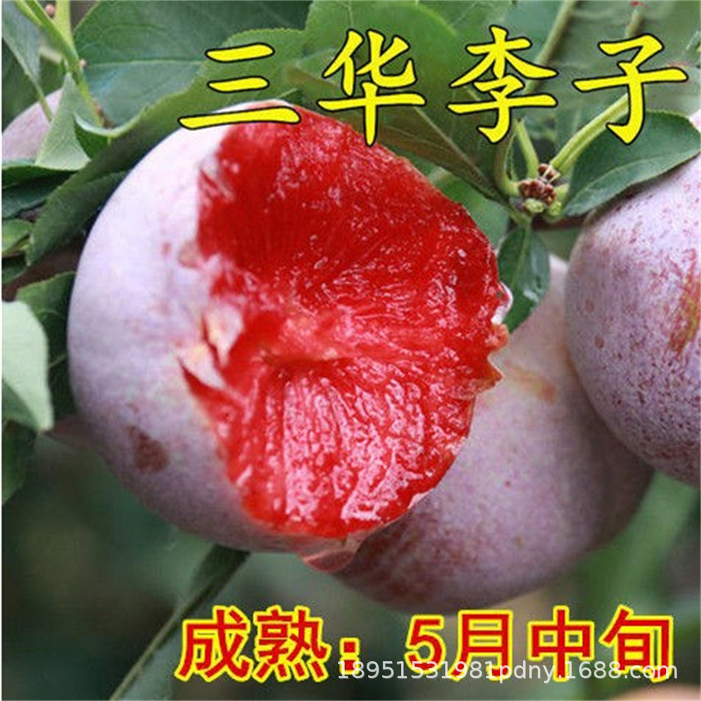 清脆空心蜂糖李子树苗四川嫁接蜂蜜李苗特大脱骨三华李南北方种植