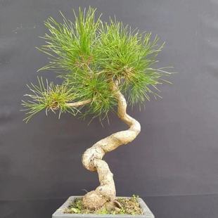 Black Pine Bonsai Indoor Potted Five-Needle Pine Bonsai Shape Pine Tree Pine Cypress Bonsai Pine Tree Bonsai Huogeng