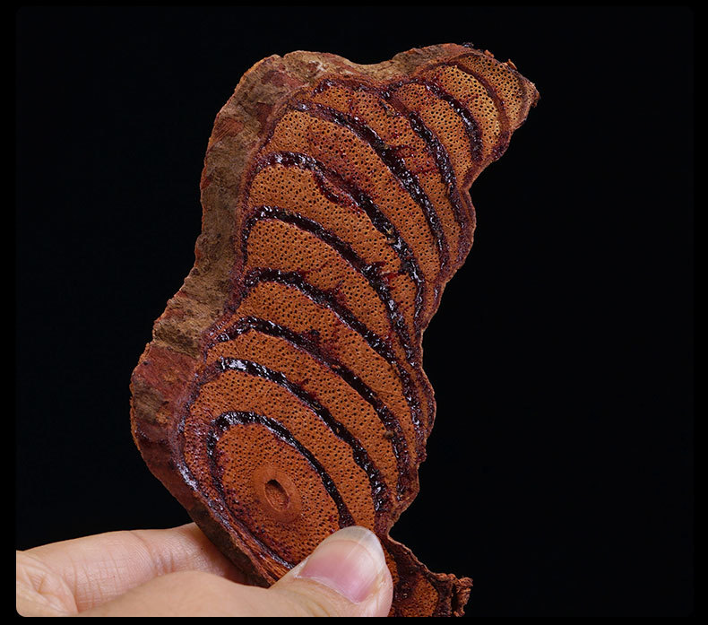 Ji Xue Teng (Spatholobus suberectus) — Wild Dried Millettia Vine for Tea, Water & Wine Soaks in use