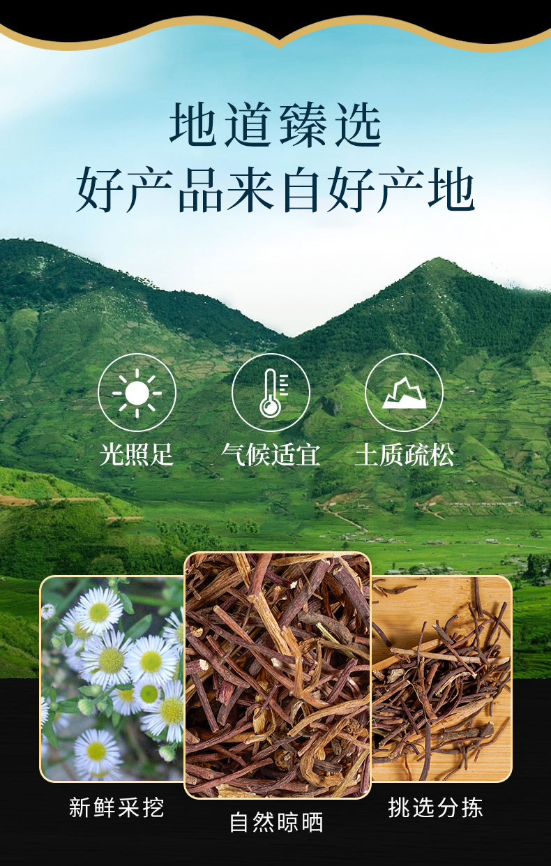 Zi Wan Root (Aster tataricus) — Dried TCM Herb for Lung-Supporting Soups & Teas overview