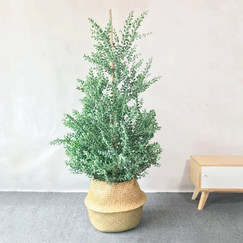 Серебряный лист акации в горшке саженец Открытый двор Балкон Озеленение Австралийские сорта Живописный парк деревьев Озеленение