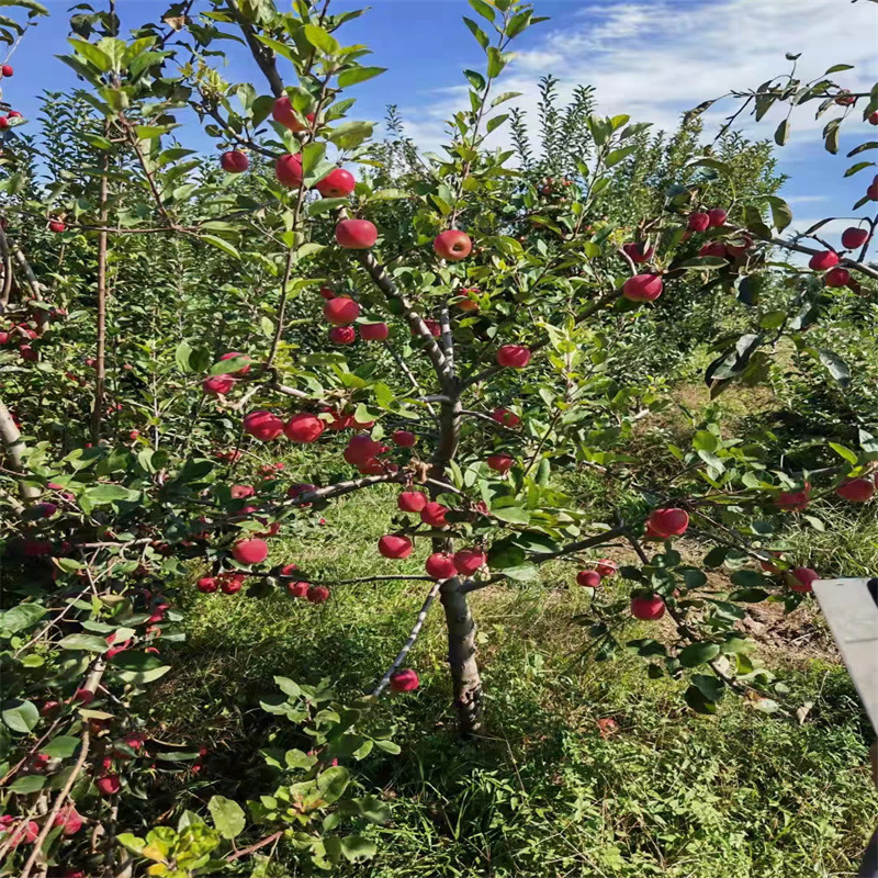 苹果苗