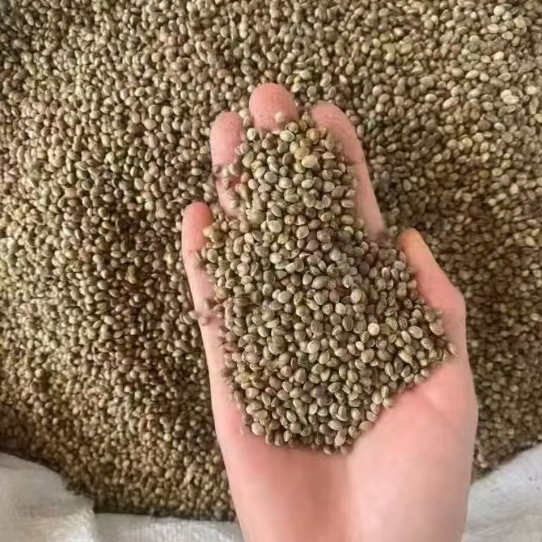 Huo Ma Ren Hemp Seed 500g Dried Huo Ma Zi Food Grade Raw Herb for Oil Pressing and Bird Feed quality and texture