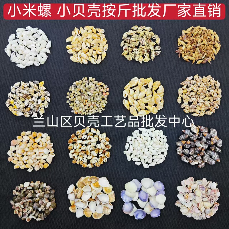 Small Shell Millet Snail Natural Shell Conch Sold by the Pound DIY Handmade Shell Material Refrigerator Magnet Decoration Production