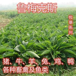 Rumex Seeds Russian Forage Vegetable Perennial Pasture Seeds Pigs, Cattle, Sheep, Chickens, Ducks and Geese