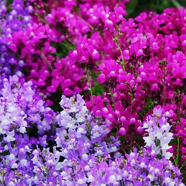 Иван семян Золотая рыба смешанные цвета выносливые многолетние цветочный сад балкон горшечные цветочные семена