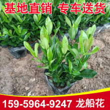 ������ľ�������ṩ С�~���������� ����������