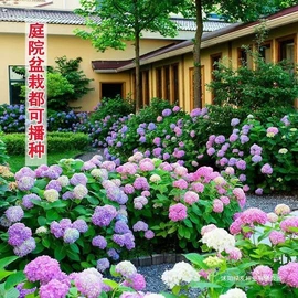 种子;草种子;草坪