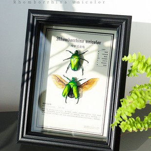 Shallow Zhu Insect Specimen Real Beetle Display Photo Frame Ornaments Decorative Painting for Students and Children Popular Science Gift Green Luo Flower