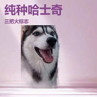 ���N��ʿ�����̶�����Ȯ���ѻ����ﹷ���wѩ��Ȯ�����o�lȮ����Ȯ