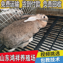 鸿祥大量批发正宗比利时兔子抵抗力强肉兔养殖场低价促销比利时兔